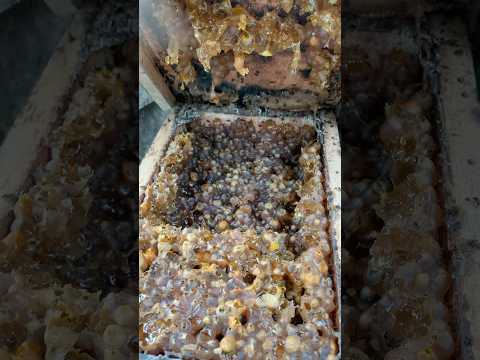 Madu melimpah,trogona biroi lombok #madulombok #bee #honeybeesting