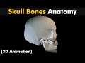 Skull bones anatomy  3d animation urduhindi