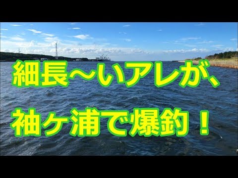 サヨリが袖ヶ浦の港で爆釣♪