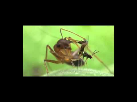 Biomechanics of substrate boring by fig wasps