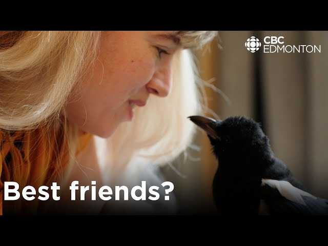 Lots of people hate magpies, this TikTok-famous bird is changing that. class=