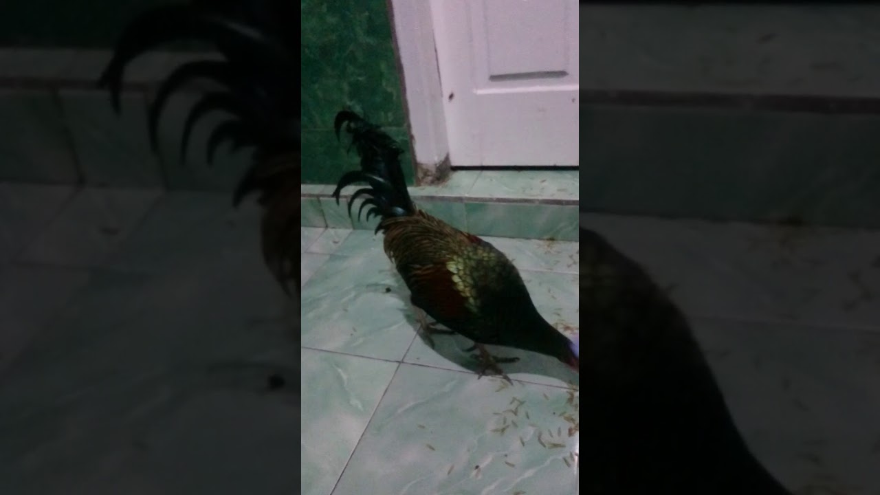 Ayam hutan hijau lombok tengah 