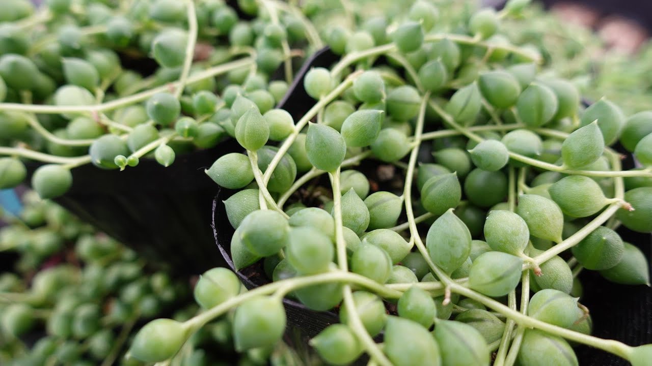 51【じつは簡単！グリーンネックレスはこう育てる】枯れません。増え