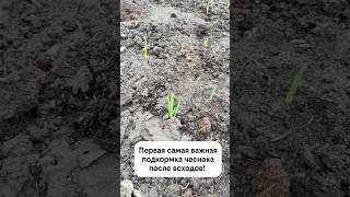 Первая самая важная подкормка чеснока после всходов!