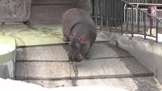 カバのザン 雪を踏みしめる~hippo walks on the snow