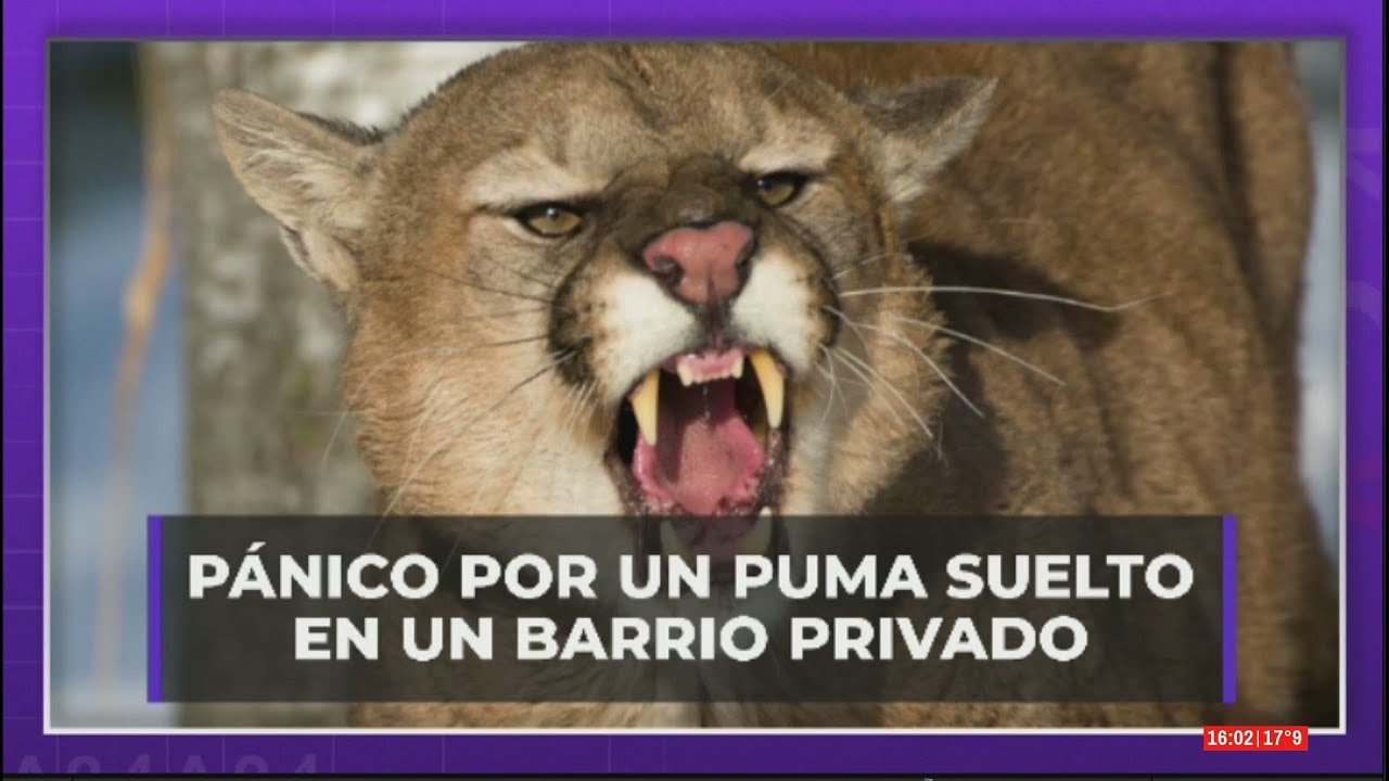 Continúa el pánico en Pilar: siguen buscando a un puma suelto dentro de un barrio privado