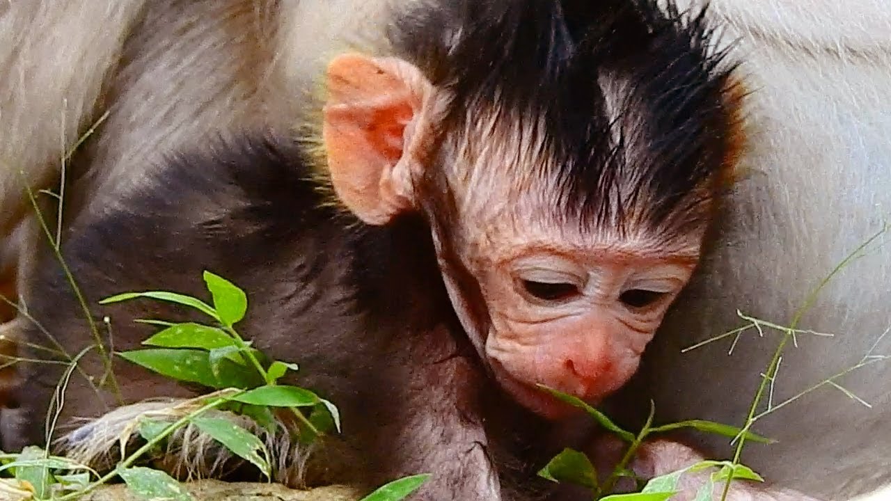 Wow How Adorable Baby Jayden, Love Love Baby Newborn Monkey