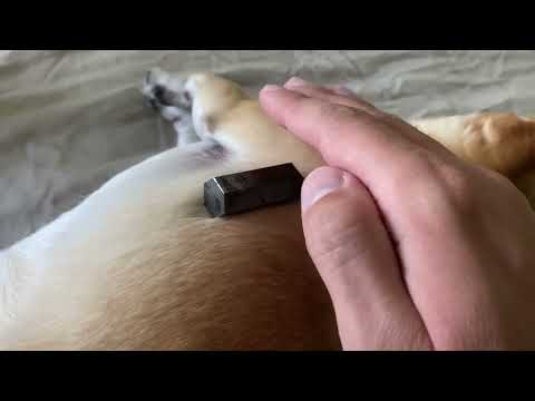 Gentle Crystal Energy Work On My Dog (ASMR)