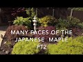 Japanese Maple Trees part2