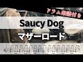 【叩いてみた】マザーロード  / Saucy Dog【ドラム楽譜付き】