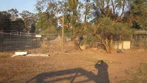 The dingo. Australia