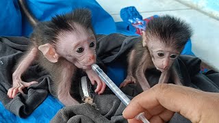 I'm very grateful 🙏I don't have diarrhea anymore after giving a pair of baby monkeys baby porridge