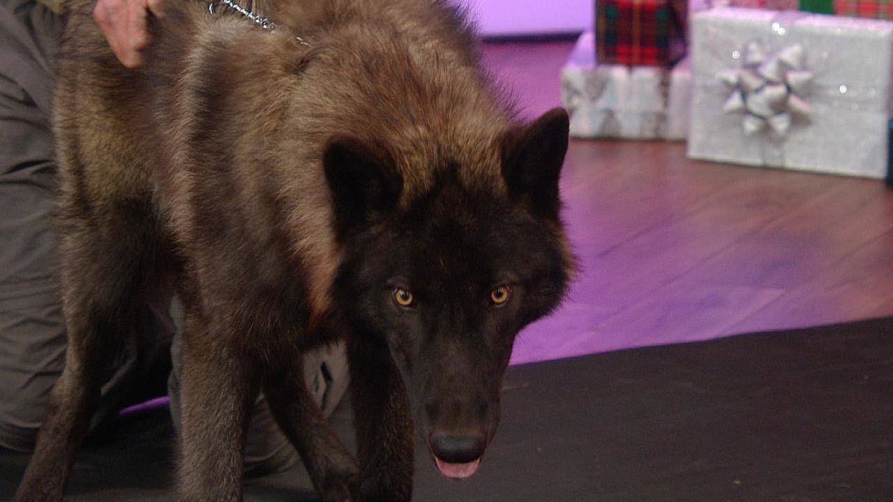 Watch Rach and Emeril Scurry Away from TWO Wolves | Rachael Ray Show