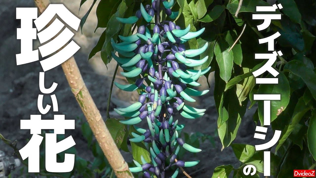ディズニーシーで見られる珍しい植物 ヒスイカズラ Youtube