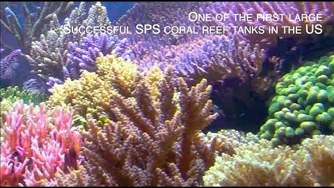 One of the first successful SPS reef tanks in America - small saltwater tank