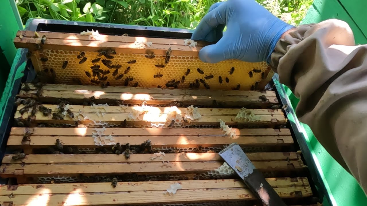 Na facelii pustki a na lipie brakuje nadstawek! kontrola miodni na dwóch różnych pożytkach