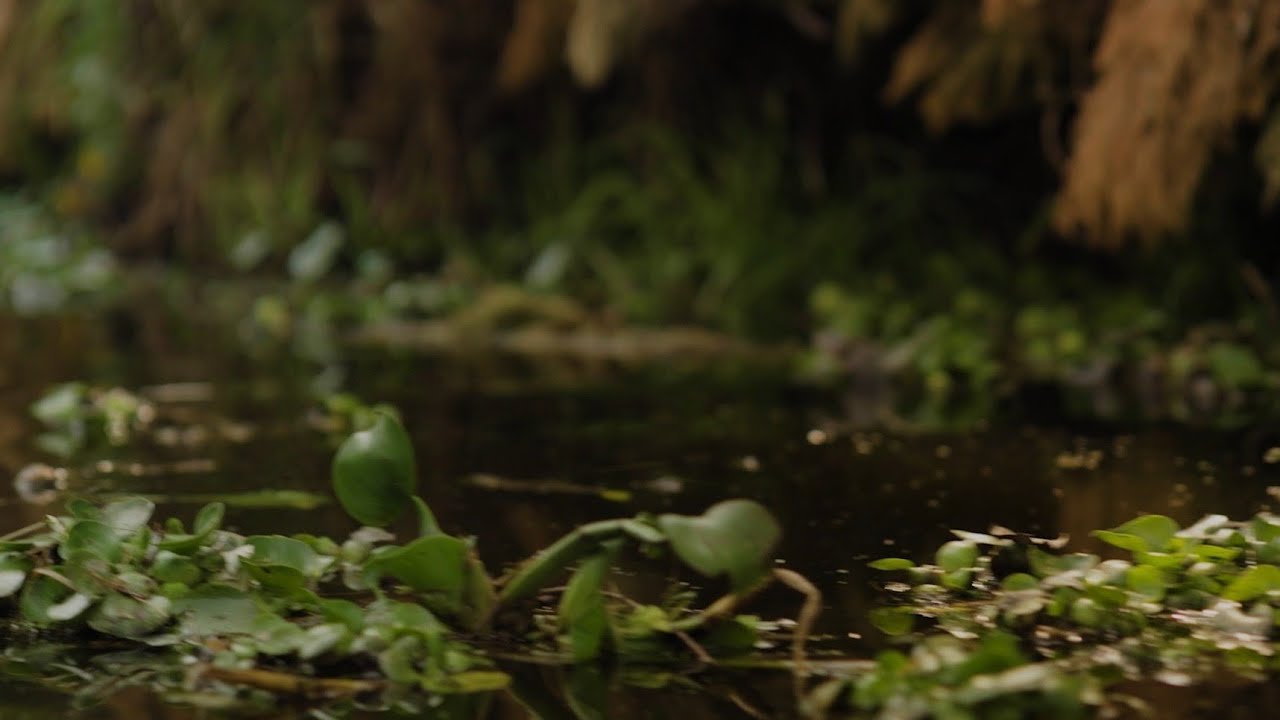 Apertura del Centro Compostero Chinampero en el 