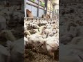 20日齢🐣もうニワトリ感出てきた