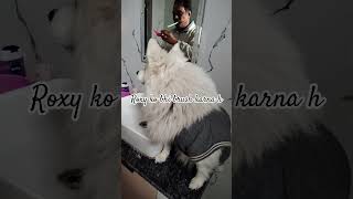 It's brush time 😂#doggielife #funny #gamer #pets #petsrule #cute #love