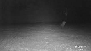 biche 1 3 20201015