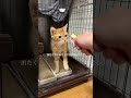 チャイさんの暮らし㉝。#保護猫