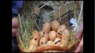 TVC - Dowson's free range eggs