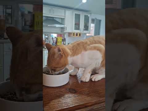 길냥이에서 반려묘 사랑듬뿍받고 있어요~~