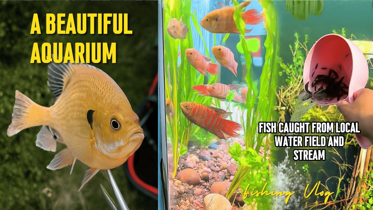 A Beautiful Aquarium With Tiny Fish Caught In local Fields and Streams