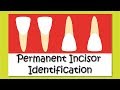 Teeth Identification - Permanent Incisors