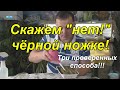 Три проверенных способа от чёрной ножки!