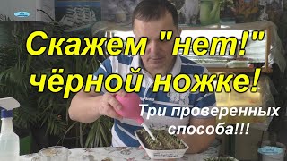 Три проверенных способа от чёрной ножки!