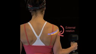 Rotator cuff muscles and deltoid muscle