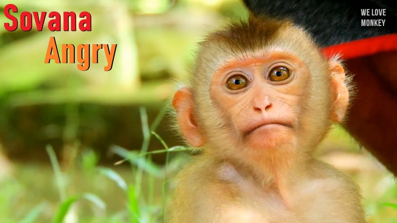 Poor Orphan Monkey Sovana is Crying And Angry Papa Lin Cuz Want Her to Be Friend With Monkey Rolex