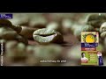 Saffola fittify green coffee  happy international coffee day