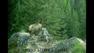 Wolves hunting Elk in North Idaho