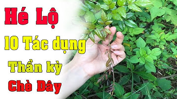 10 tác dụng thần kỳ của chè dây khiến giới khoa học ngỡ ngàng -caycheday