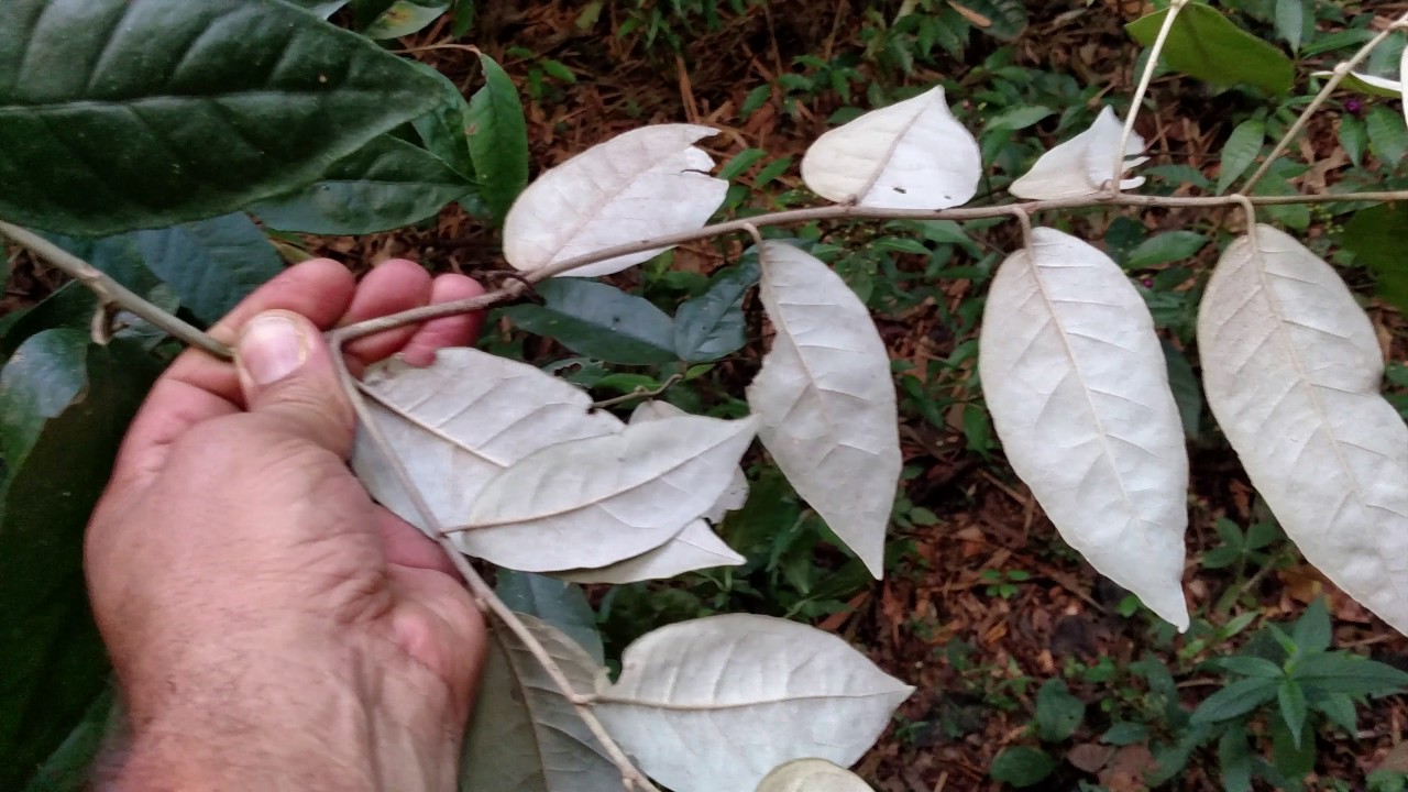 Plantas Toxicas Em Pastagens Cipo Prata Amorimia Pubiflora A Juss W R Anderson Familia Malpigiaceae Portal Embrapa