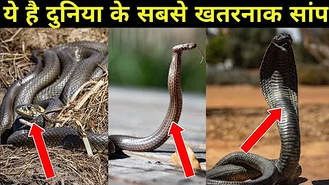 दुनिया के सबसे खतरनाक सांप जो हाथी जैसी विशाल जानवर को भी मार सकती है |motivational story |#ytshorts