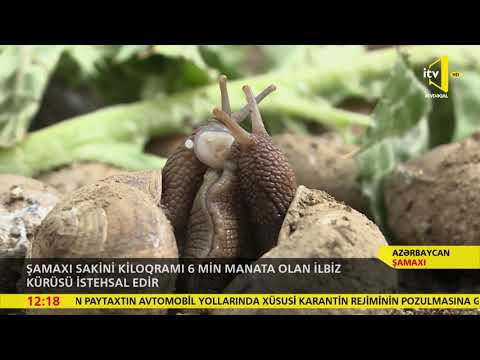 Şamaxı sakini kiloqramı 6 min manata olan ilbiz kürüsü istehsal edir