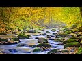 Relaxing Music 24/7, Healing Music, Sleep Music, Stress Relief Music, Spa, Study, Meditation Music