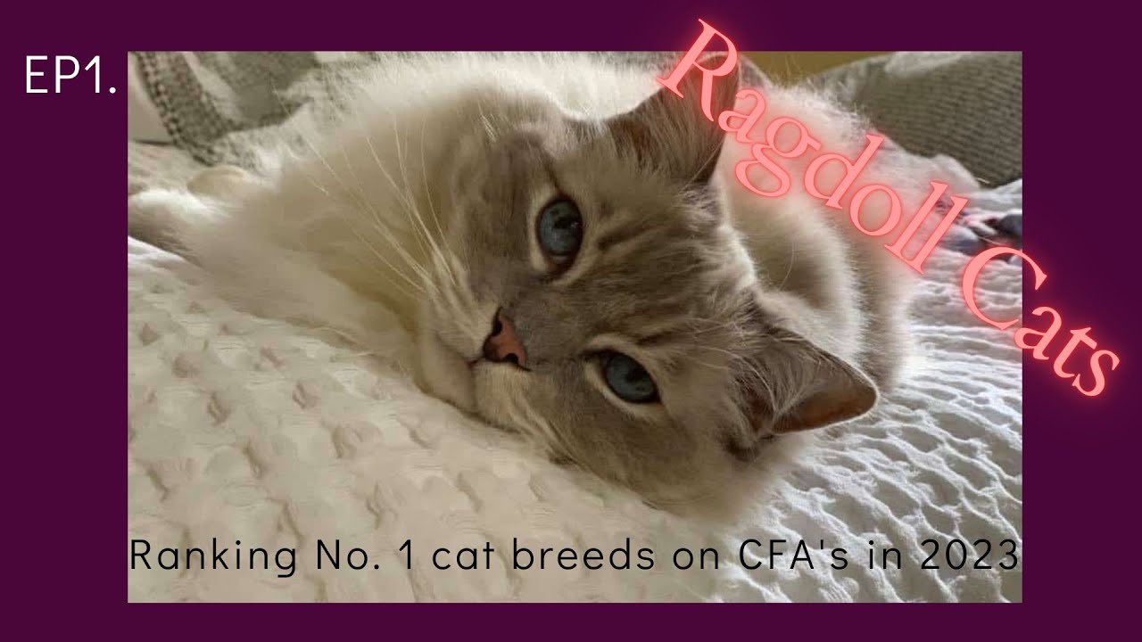 EP.1 Ragdoll Cats - Ranking No. 1 cat breeds on CFA's in 2023. - YouTube
