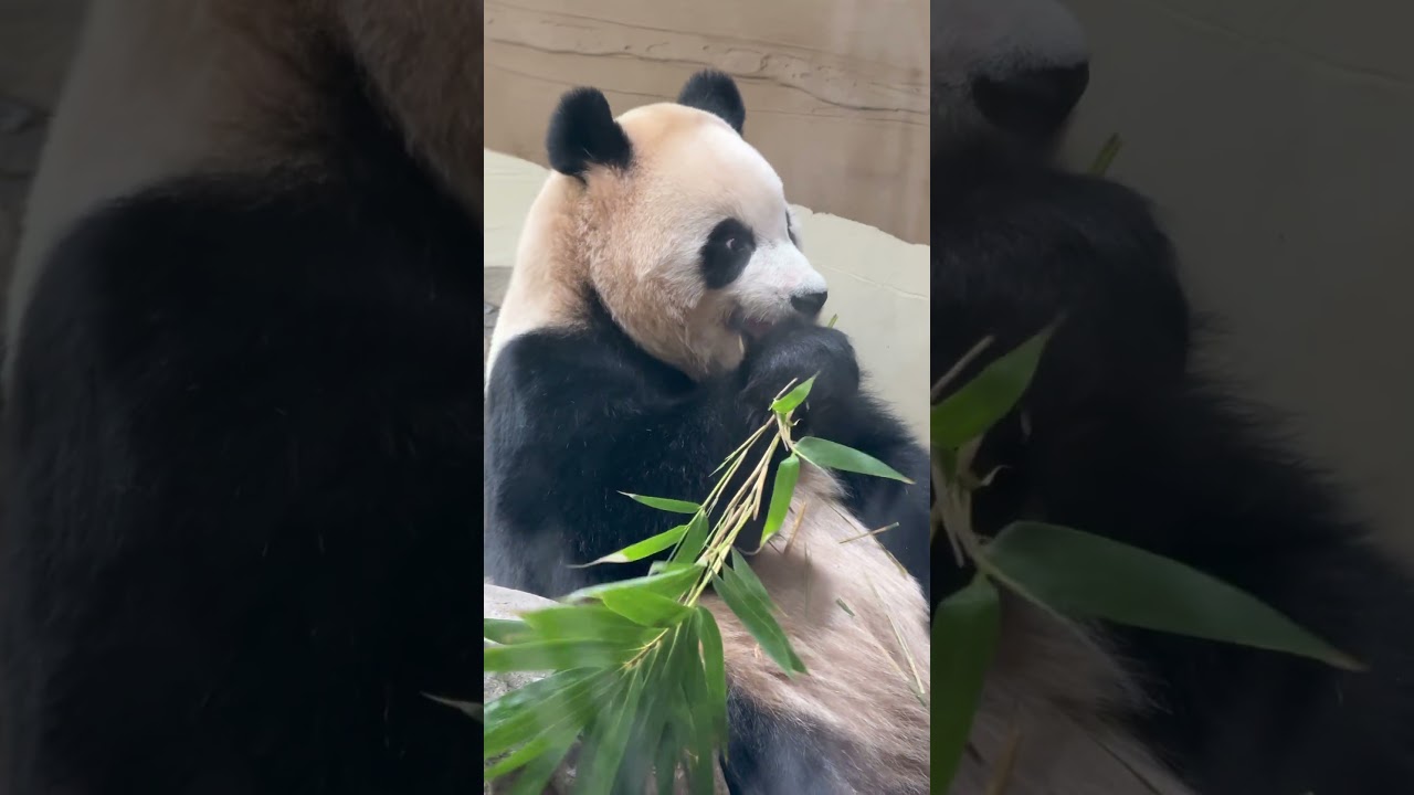 2026.04.21 에버랜드 판다 세컨하우스 루이바오 (1)