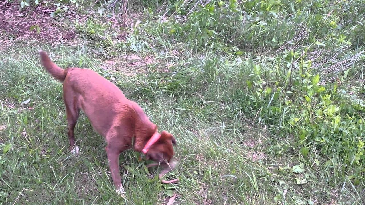 Dog killing copperhead YouTube