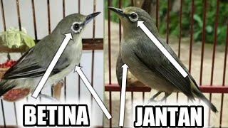accurate way to differentiate male/female Balinese pleci dakun