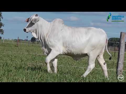 LOTE 43 - REM GENTILEZA • REMC A1233 • 1º Leilão Terra Brava, Camparino e Genética Aditiva