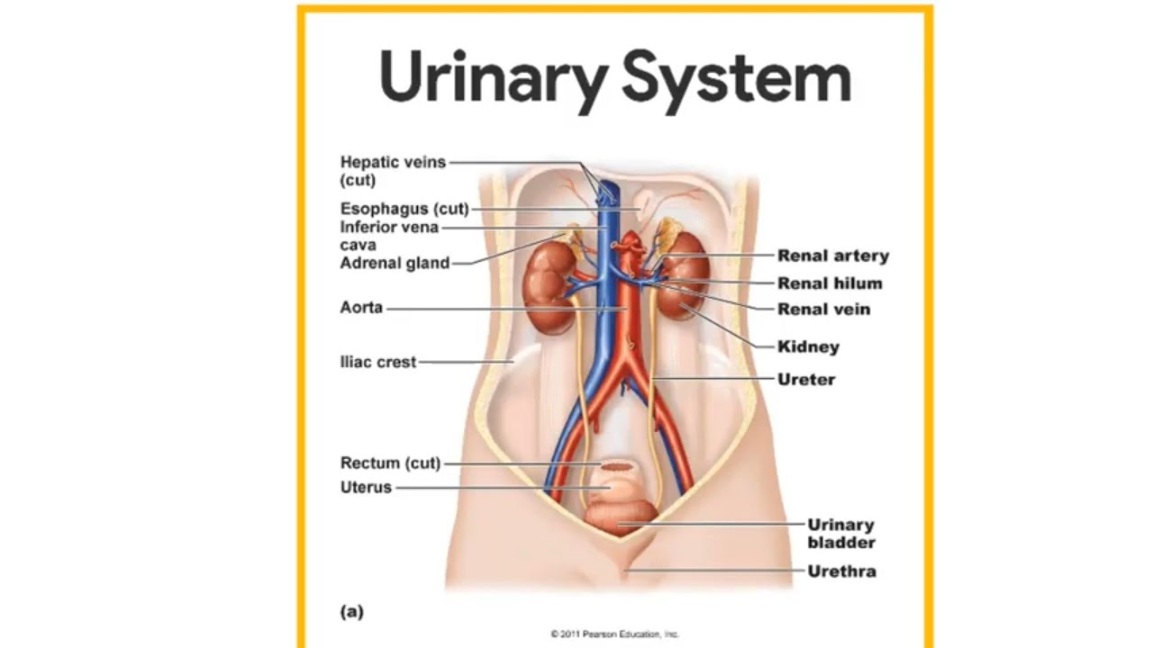 Urinary System complete in Hindi Urdu YouTube