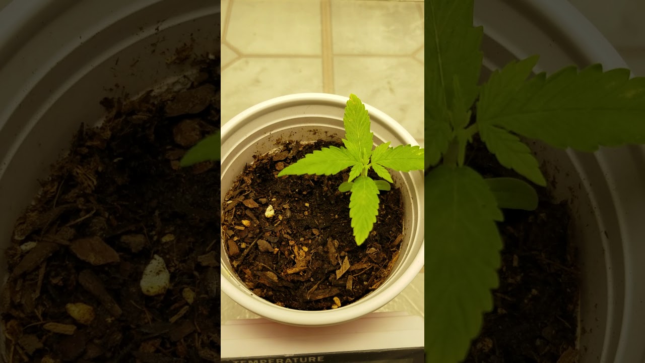 Mars Hydro Ts1000 New Grower. Strain Transformer OG