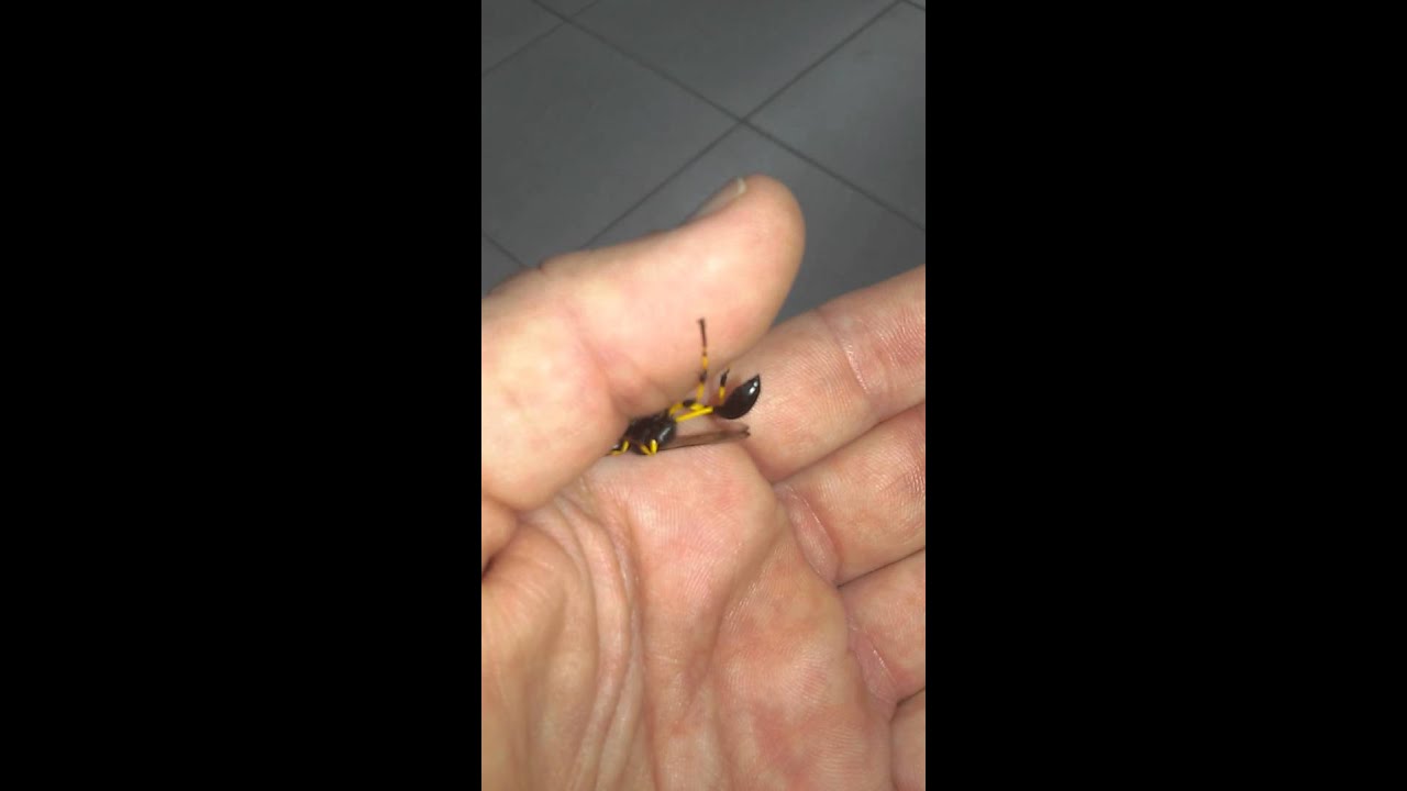 טַיַּחַת שחורת-חזה - Sceliphron spirifex