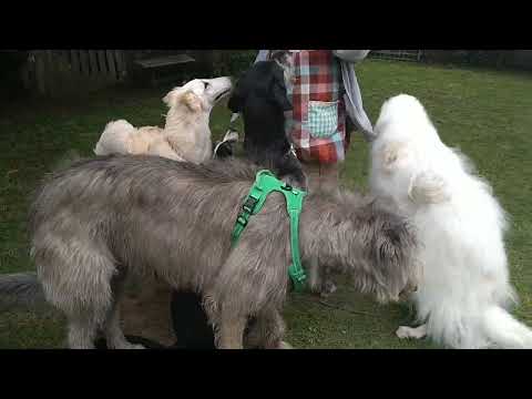 Borzoi and Irish wolfhound  spent a fine Sunday with our friends.