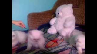 Capture 20131014 5